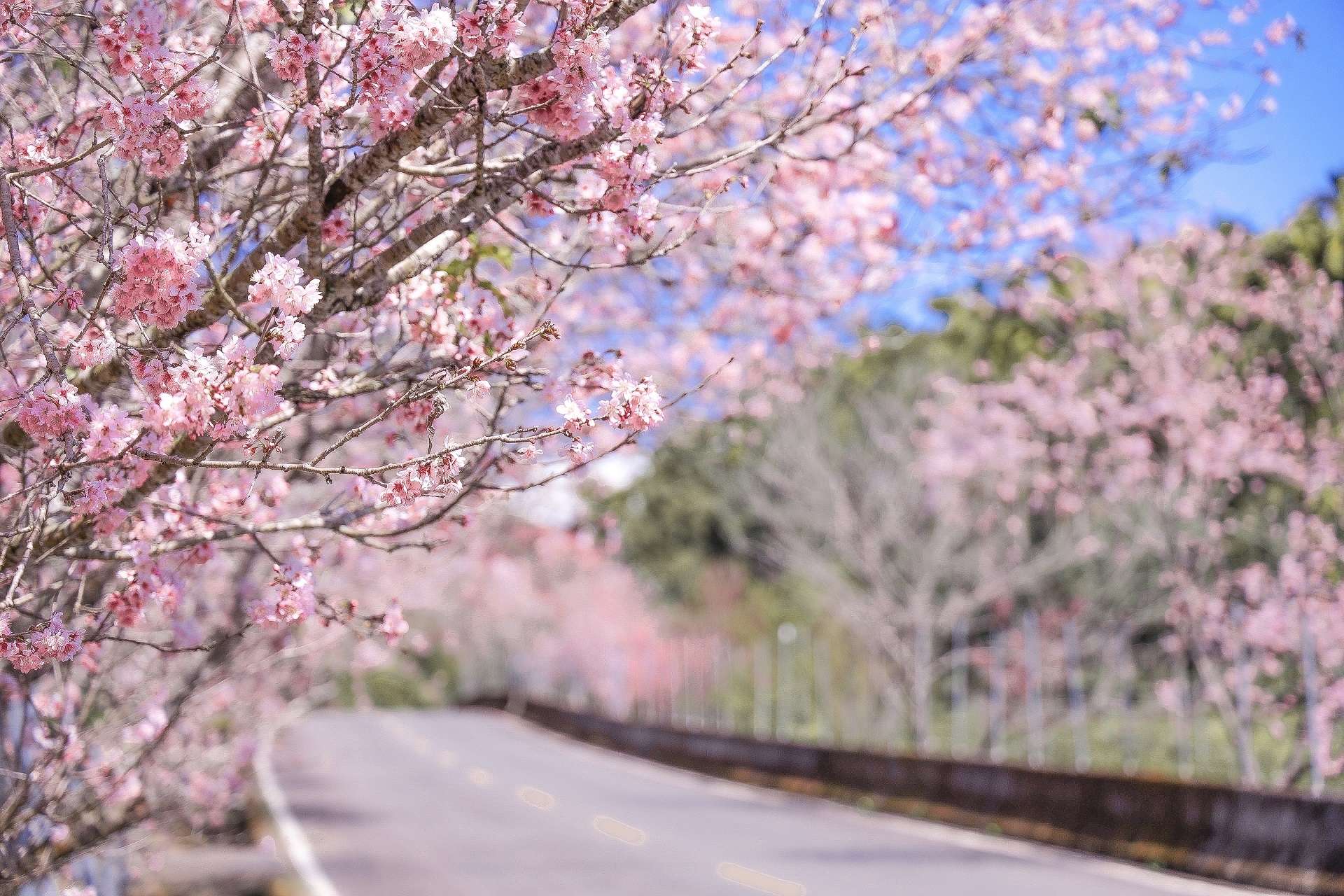 春很美好，美好與花都不等人