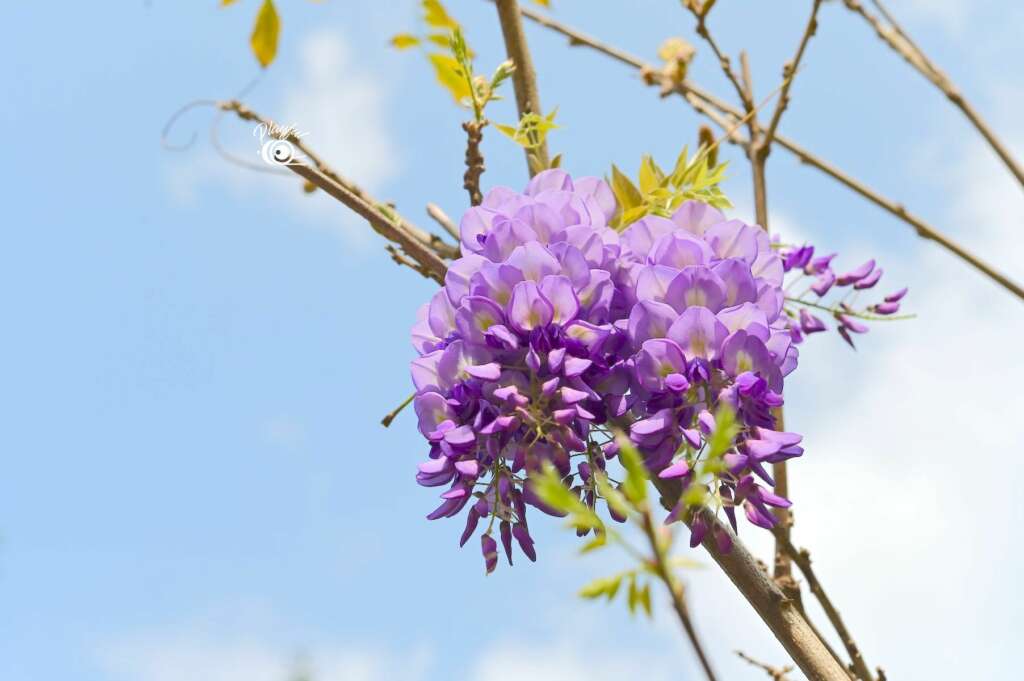 紫藤花季開始囉