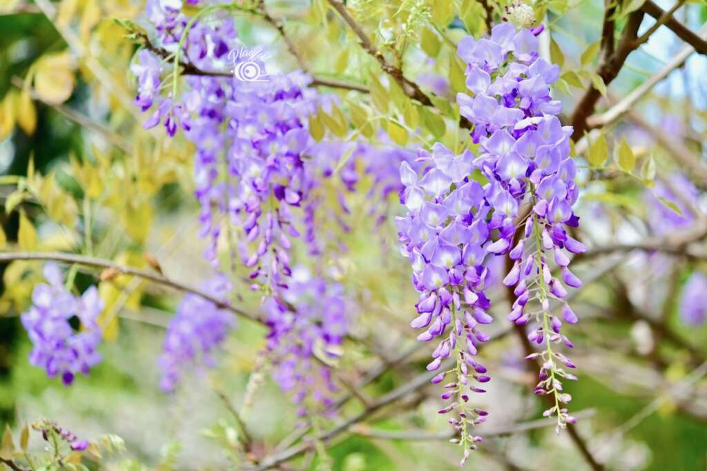 紫藤花季開始囉