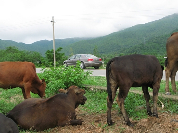 2011 Volkswagen Phaeton 3.6